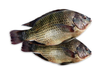 Tilapia, fresh nile tilapia fish isolated on white background