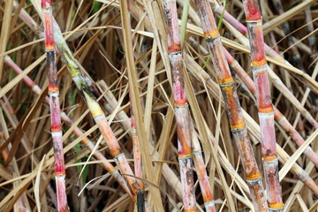 sugar cane fresh, plantation sugarcane, sugarcane farm, background sugar cane, sugarcane agriculture
