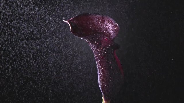 Splashes of water from a spray gun from below on a flower calla lilly maroon color on a black background. Slow motion, Full HD video, 240fps, 1080p.