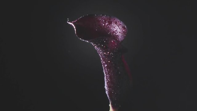 Splashes of water from a spray gun on a flower calla lilly maroon color on a black background. Slow motion, Full HD video, 240fps, 1080p.