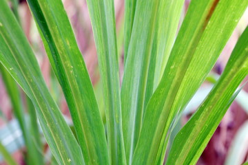 Fototapeta na wymiar Sugar cane leaves fresh green close-up, sugarcane agriculture