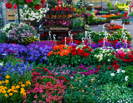 Fototapeta flower seedlings for sale on the market