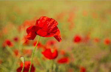 One corn poppy flowers in early summer