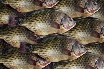 Tilapia, fresh nile tilapia fish many for background