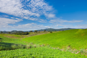 Fototapeta premium Fresh green grass on hill of mountain under clear sky in summer day