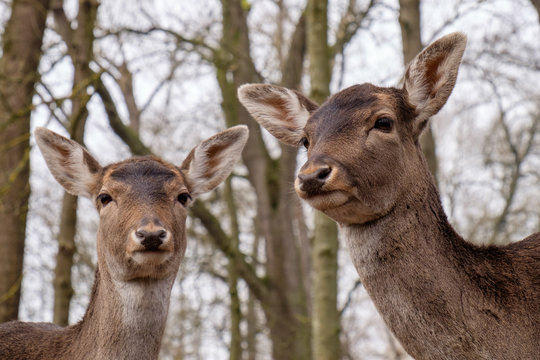 Damwild (Dama dama)
