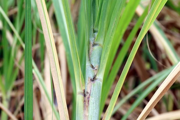 Sugar cane leaves fresh green close-up, Sugarcane agriculture, Sugarcane plantation
