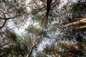 Fresh green trees and blue sky