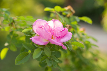 Fototapeta na wymiar rose, flower, garden