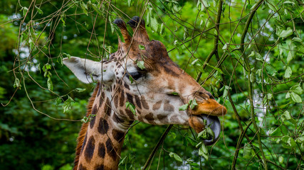 Giraffe eating leaves with its long black tongue - Giraffa camelopardalis