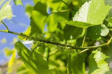 flowering of grapes