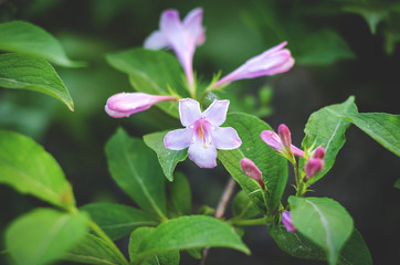 Obraz premium Weigel shrub flowers