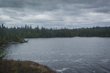 Forest on edge of a lake