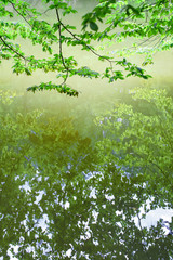 branch with green leaves reflecting in water, vertical wallpaper, natural background, book cover