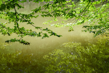 Fototapeta premium branches with green leaves reflecting in water, natural background, abstract nature wallpaper