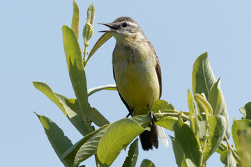 Portrait of a  yellow  wagtail. Bird the yellow Wagtail sings among the flowers on a Sunny meadow in the summer. Beautiful bird in its natural habitat.  Green grass background.  The beauty of nature. 