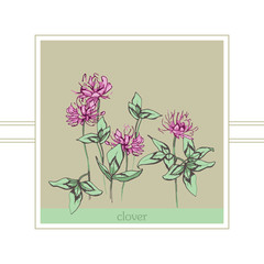 
Blooming, pink clover. Wildflowers with motley leaves. A gentle plant. Trifolium
