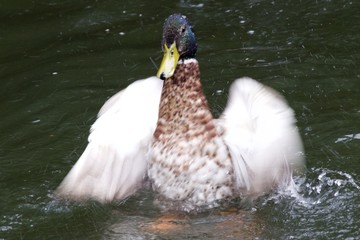 duck washing with angel wings