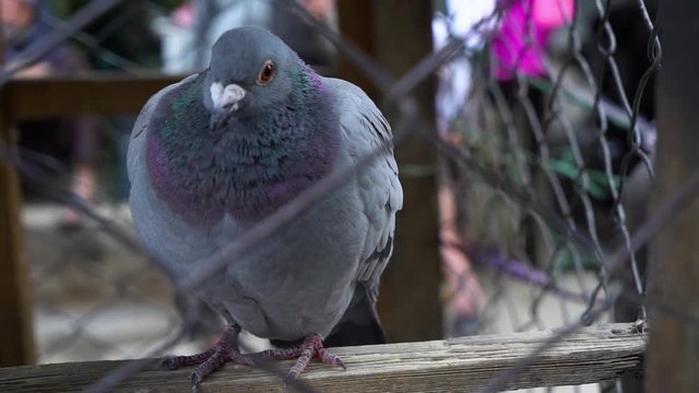 A medium shot of pigeons inside a cage. The pigeons are being sold in the market.