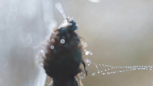 nature, close up of a spider web with dew drops slow motion