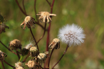 dandelion close-up on blurred background