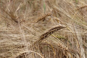 A field of rye and barley. Maturation of the future harvest. Agrarian sector of the agricultural...