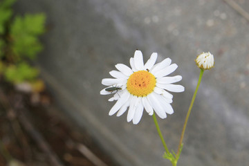 white chamomile close-up on a blurred background with a beetle on flowers