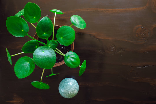 Green Aventurine Sphere with Pilea Plant on Dark Table