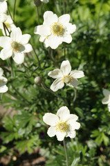 Anemone sylvestris or snowdrop anemone white flowers
