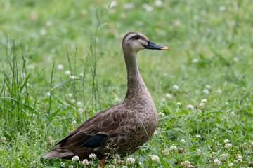 The baby birds of Grey duck in the Toneri park in Tokyo, Japan / Toneri park is a public park in Tokyo
