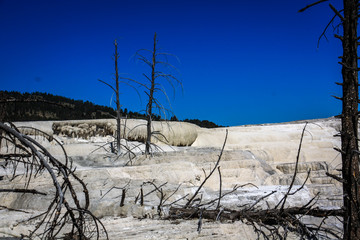 Dead trees and Mammoth Hot Springs travertine concretions in Yellowstone National Park