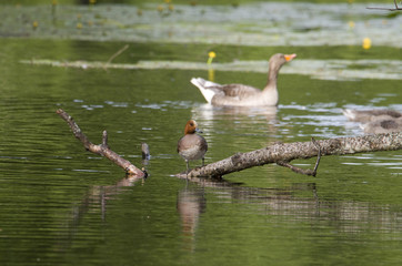 Common pochard and greylag in a pond at Drottningholm in Stockholm