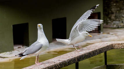 An European Herring Gull landing next to another European Herring Gull - Larus argentatus