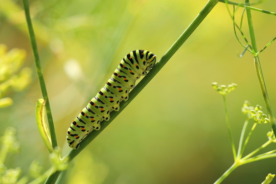 Schwalbenschwanz Raupe 