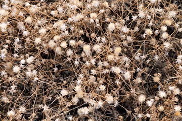 grass, flower grass hay dry for background (selective focus)