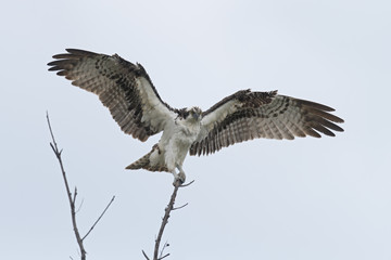 Wet osprey