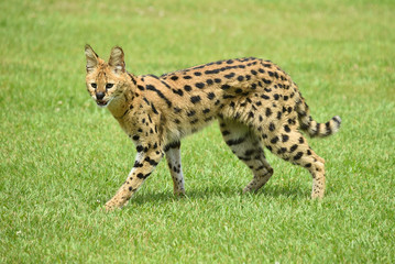 serval