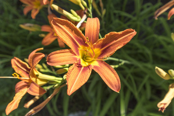 Orange Day Lily flowers on a summer day