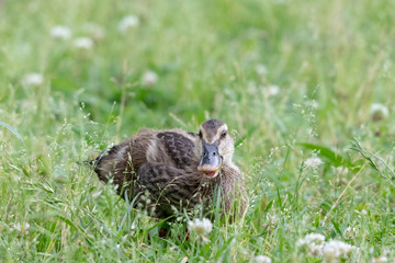 The baby birds of Grey duck in the Toneri park in Tokyo, Japan / Toneri park is a public park in Tokyo