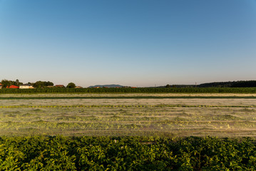 Field of lattice covered with shade net