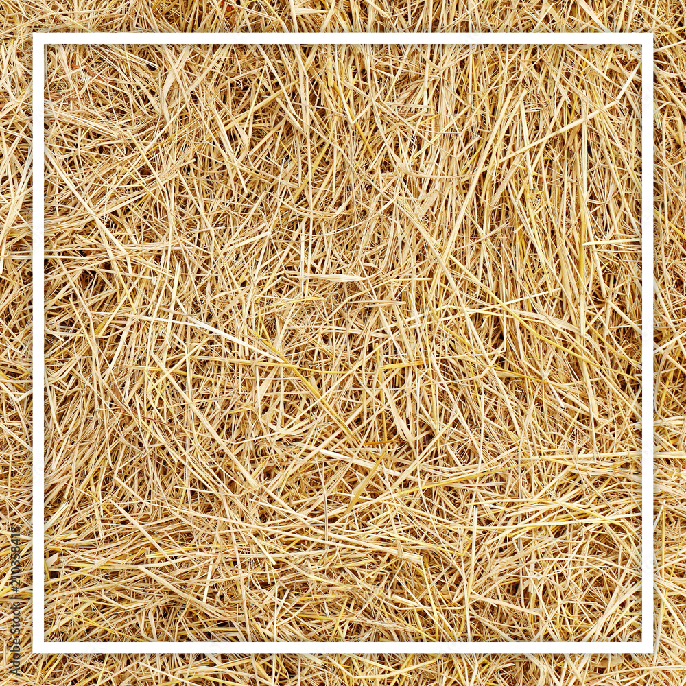 Wall mural white frame line on straw hay yellow background texture for banner advertising, straw hay background