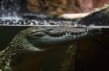 cocodrilo