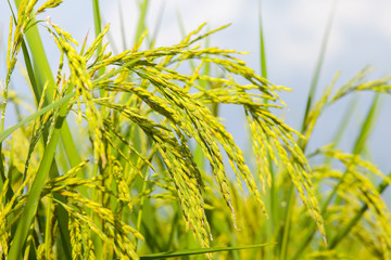 Rice green field in front of mountain under clear sky landscape view located at north of Thailand