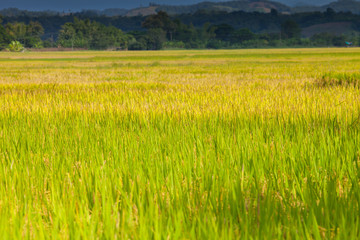 Rice green field in front of mountain under clear sky landscape view located at north of Thailand