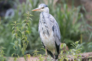 Graureiher (Ardea cinerea) grey heron
