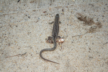 Dead lizard and her eggs