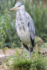 Graureiher (Ardea cinerea) grey heron
