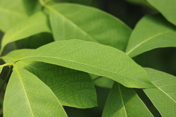 Green Leaves