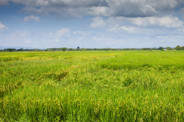 Rice green field in front of mountain under clear sky landscape view located at north of Thailand