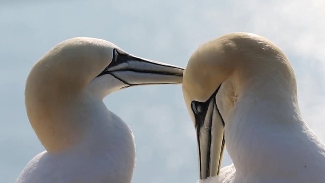 Gannet Portrait on Heligoland